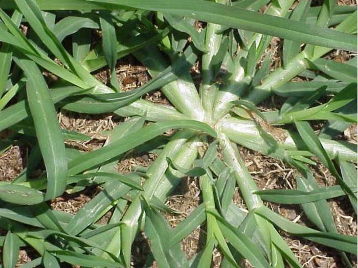 Roots of mature crabgrass