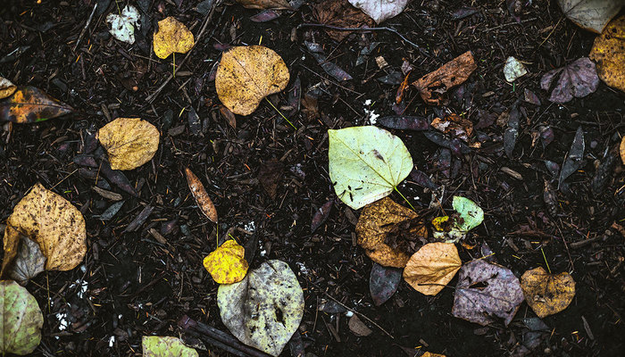 Leaves in the dirt