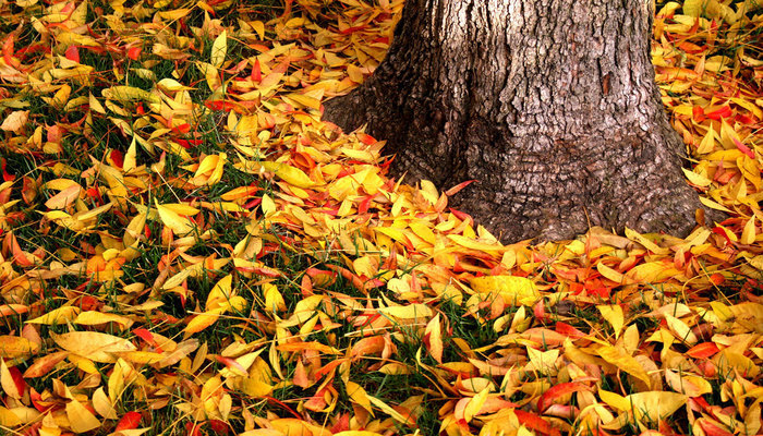 Autumn leaves around a tree