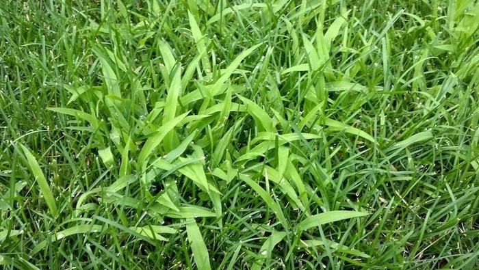 Young Crabgrass in Lawn
